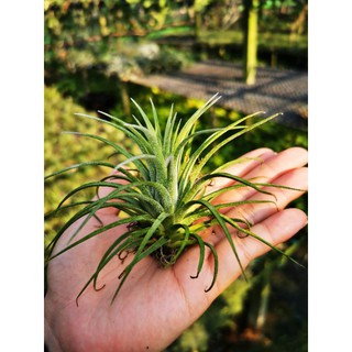 tillansia ionantha รากอากาศ