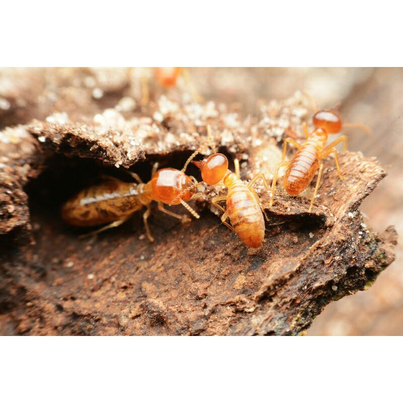 termatrix-termite-bait-เหยื่อกำจัดปลวก-ยากำจัดปลวก-ฆ่าปลวกตายยกรัง-ยาปลวก-สินค้าใหม่มาก-ผลิตเดือน-ก-พ-65