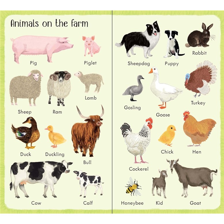 dktoday-หนังสือ-usborne-199-things-on-the-farm-age-2