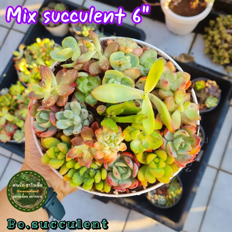 mix-succulent-ไม้รวมอวบน้ำ-ไม้อวบน้ำ-ไม้รวม
