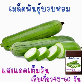 15 เมล็ด  เมล็ดพันธุ์บวบหอม