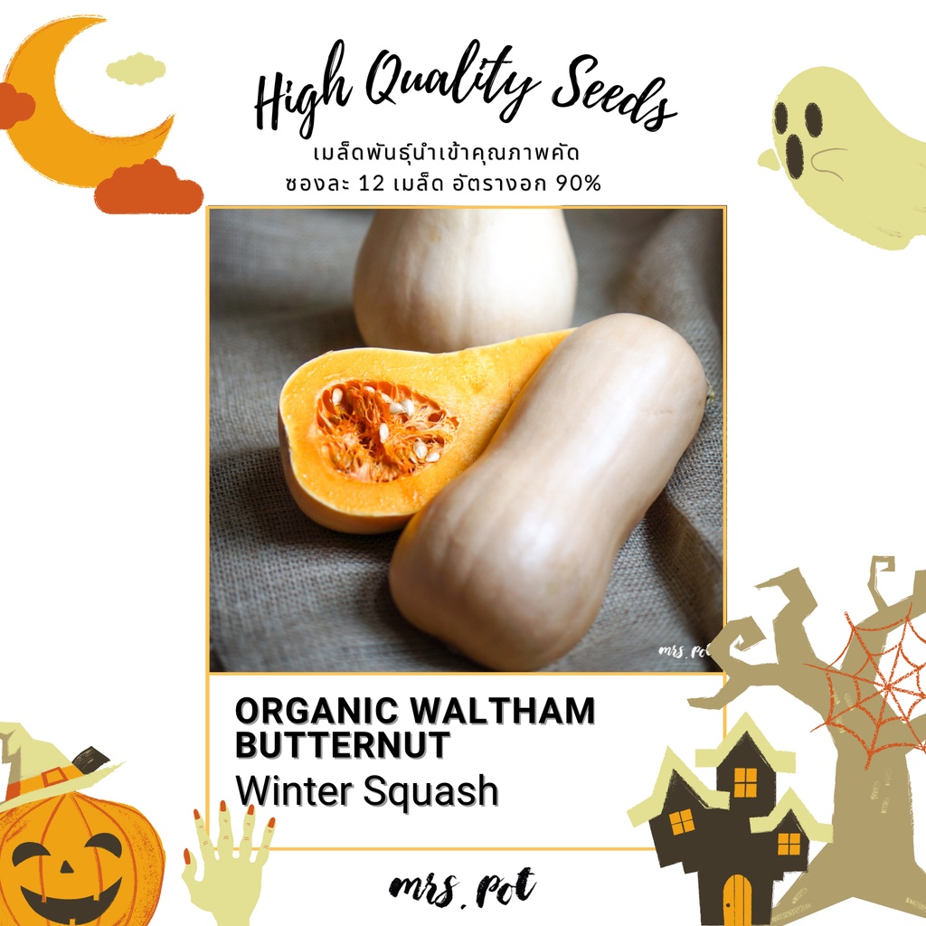 เมล็ดฟักทองนำเข้า-สายพันธุ์-waltham-butternut-winter-squash-organic