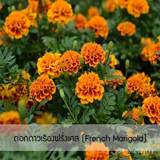 อินทรีย์ ต้น ดอก/เมล็ดพันธุ์ ดอกดาวเรืองฝรั่งเศส(French Marigold) 70 เมล็ด ปลูกง่าย ปลูกได้ทั่วไทย NHVW