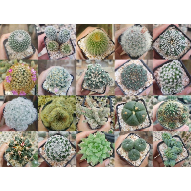 กระบองเพชรรวมสายพันธุ์ชุด1 cactus ราคาเริ่มต้น 15-35 บาท(ส่งทั้งกระถาง)