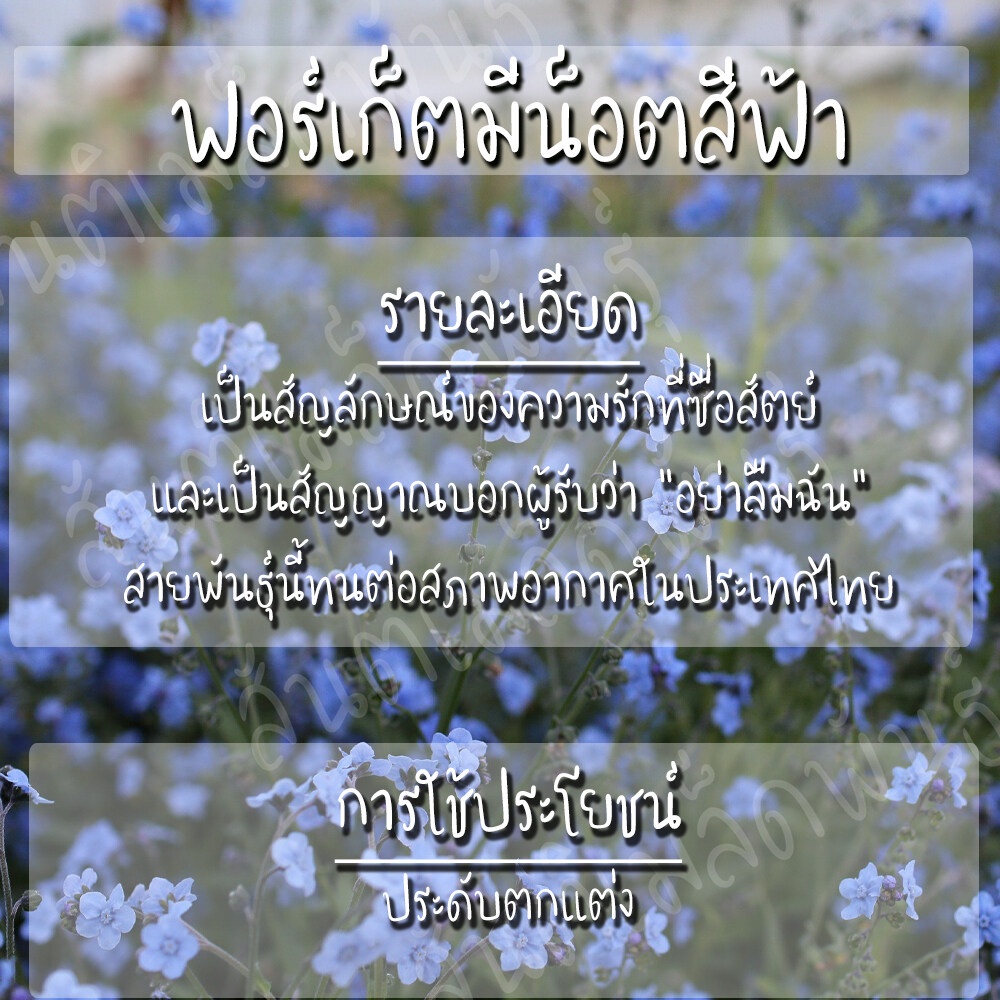 เมล็ดพันธุ์-ฟอร์เก็ตมีน็อต-ดอกสีฟ้า-มล็ด-chinese-forget-me-not-เมล็ดพันธุ์แท้-นำเข้าจากต่า50-เมล็ด-ไม่ใช่พืชที่มีชีวิต