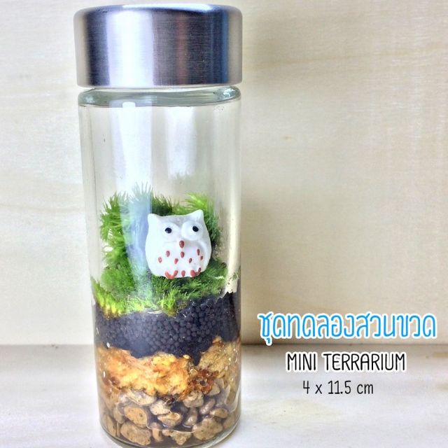 ชุด-diy-สวนขวด-ไซส์มินิ-m12x8v-ลด-50-ไม่มีขั้นต่ำ