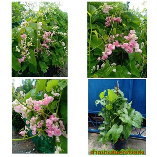 (ขาย ต้นพันธุ์) ต้น ดอก  พวงชมพู สีชมพูอ่อน  พุ่มใหญ่ๆ เบนซ์ / fadel