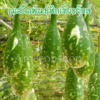 ฟักเขียว ฟักเขียวใหญ่ เมล็ดพันธุ์ 9-20 เมล็ด [ซื้อ 10 แถม 1 คละได้]