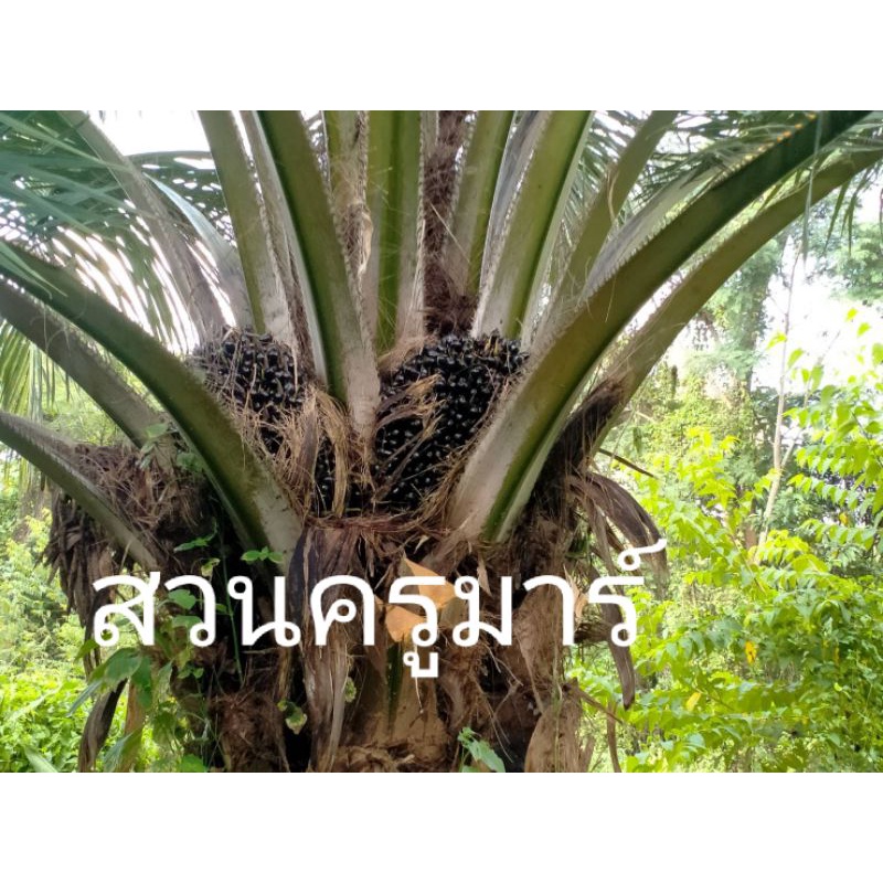 ต้นกล้าปาล์ม-น้ำมัน-พันธุ์เทเนอร่า