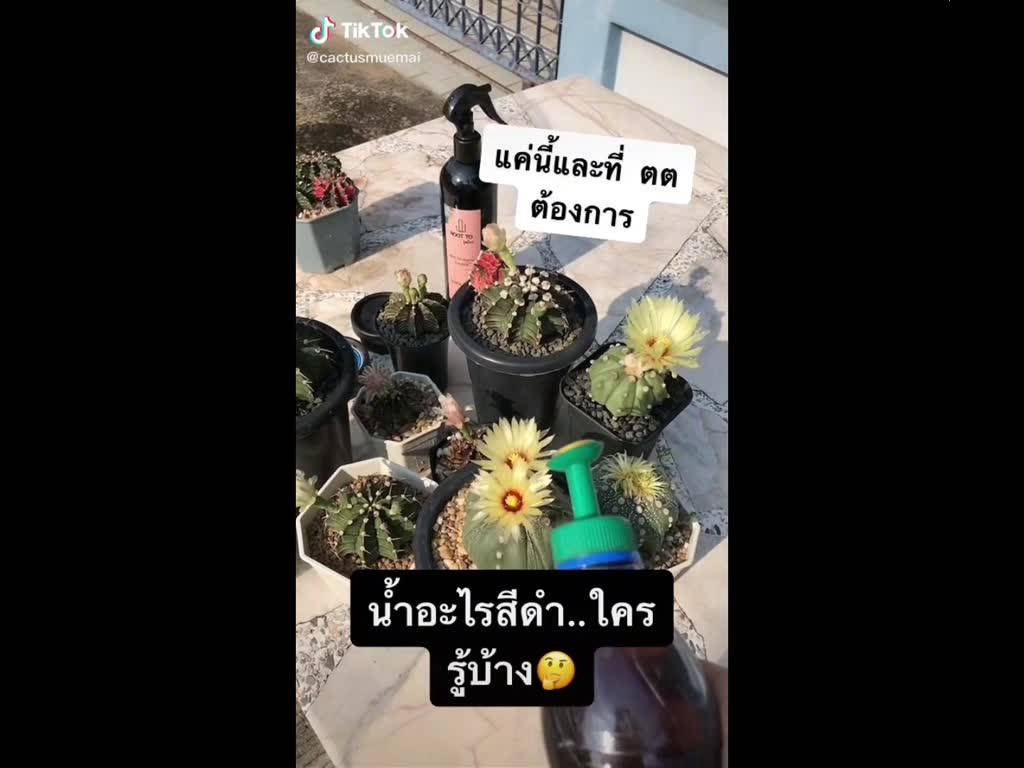 รูตโตะ-วิตามินรวม-สูตร-เรียกดอก