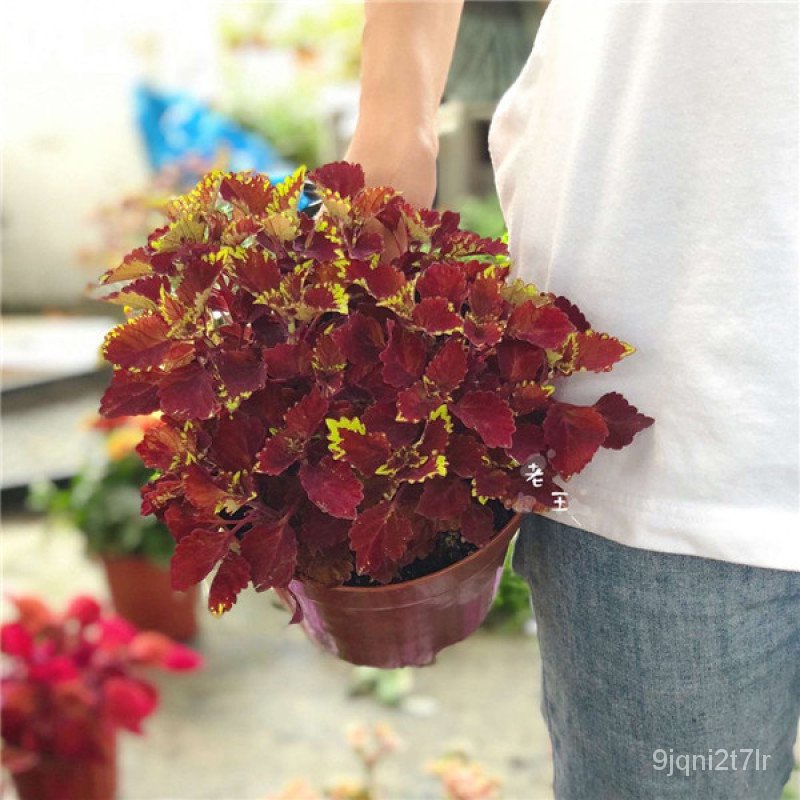 ขายดี-สวนครัว-mix-color-coleus-seeds-ต้นไม้มงคล-ต้นไม้ฟอกอากาศ-เมล็ดดอกไม้-ต้นไม้ประดับ-บอนไซ-ต-อินทรีย์-คละ-สวนครัว-ดอก