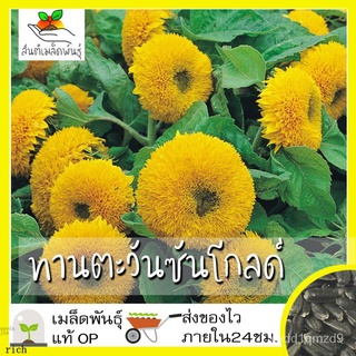 เมล็ดพันธุ์ ทานตะวัน ซันโกลด์ 35 เมล็ด Sungold Sunflower Seed เมล็ดพันธุ์แท้100% นำเข้าจากต่างประเทศ ปลูกผัก สวนครัว ราค