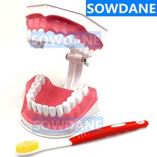 Teeth Model Brush Teaching Models Dental Adult Standard Oral Model Early Educational for Kids Tooth Models