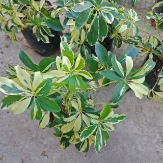 Flower Garden F345 ต้นหนวดปลาหมึกด่าง Schefflera Variegated Plant แบบถุง #ไม้ฟอกอากาศ