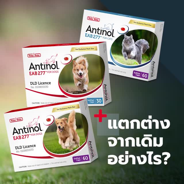 antinol-eab277-for-cats-60-แคปซูล-ผลิตภัณฑ์เสริมอาหารสำหรับแมว-ของแท้-100-บรรจุ-60-แคปซูล