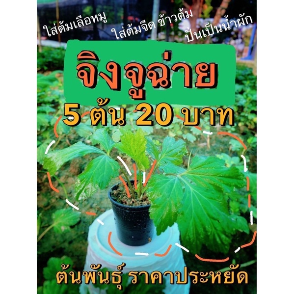 11-11-ต้นพันธุ์-จิงจูฉ่าน-5-ต้น-20-บาท-ผักใส่ต้มเลือดหมู-ต้มจืด-ข้าวต้ม-และอีกหลากหลายเมนู