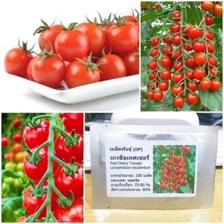 เมล็ดพันธุ์ มะเขือเทศเชอรี่ (Red Cherry Tomato Seed) บรรจุเมล็ด คุณภาพดี ราคาถูก ของแ50 เมล็ด (ไม่ใช่พืชที่มีชีวิต)