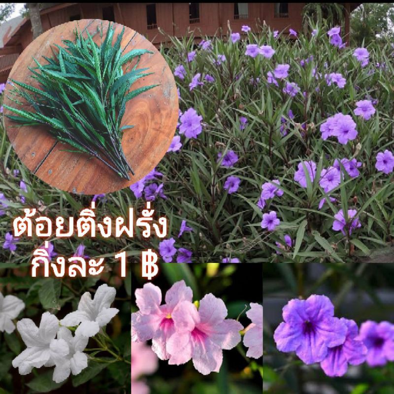 ภาพหน้าปกสินค้าต้อยติ่งฝรั่ง ฟ้าประทานพร กิ่งละ1บาท คละสีได้