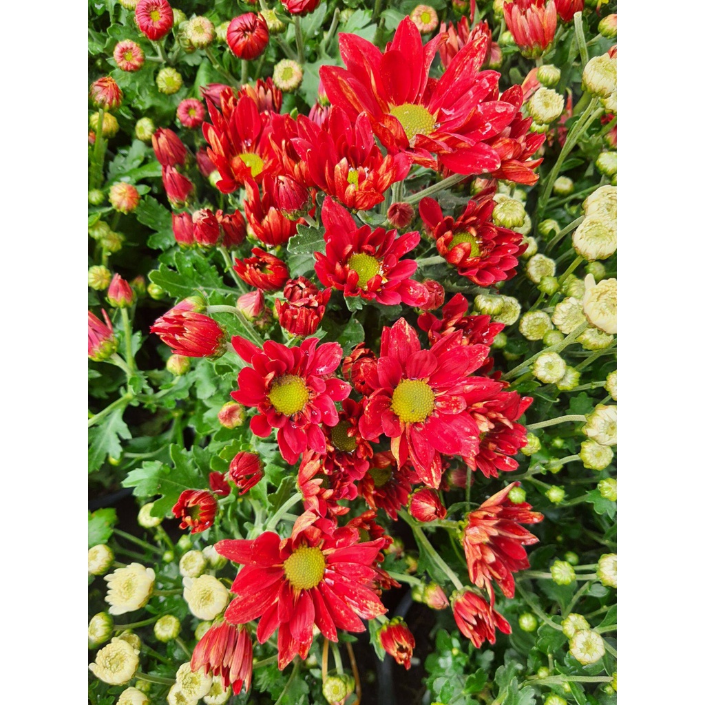 chrysanthemum-ต้นเบญจมาส-แคระ-ดอกสีแดง-ในกระถาง6นิ้ว