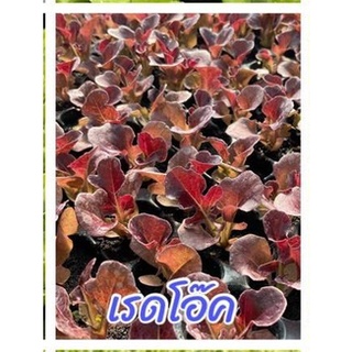 ต้นกล้าผักสลัดเรดโอ๊ค ปลอดสารพิษ จำนวน 10 ต้น (ต้นละ 3 บาท)