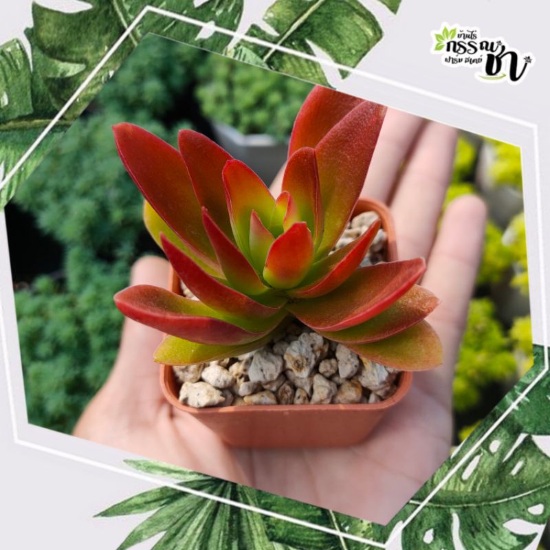 กุหลาบหินไอริส-crassula-capitella-camfire-ไม้อวบน้ำน่าสะสม