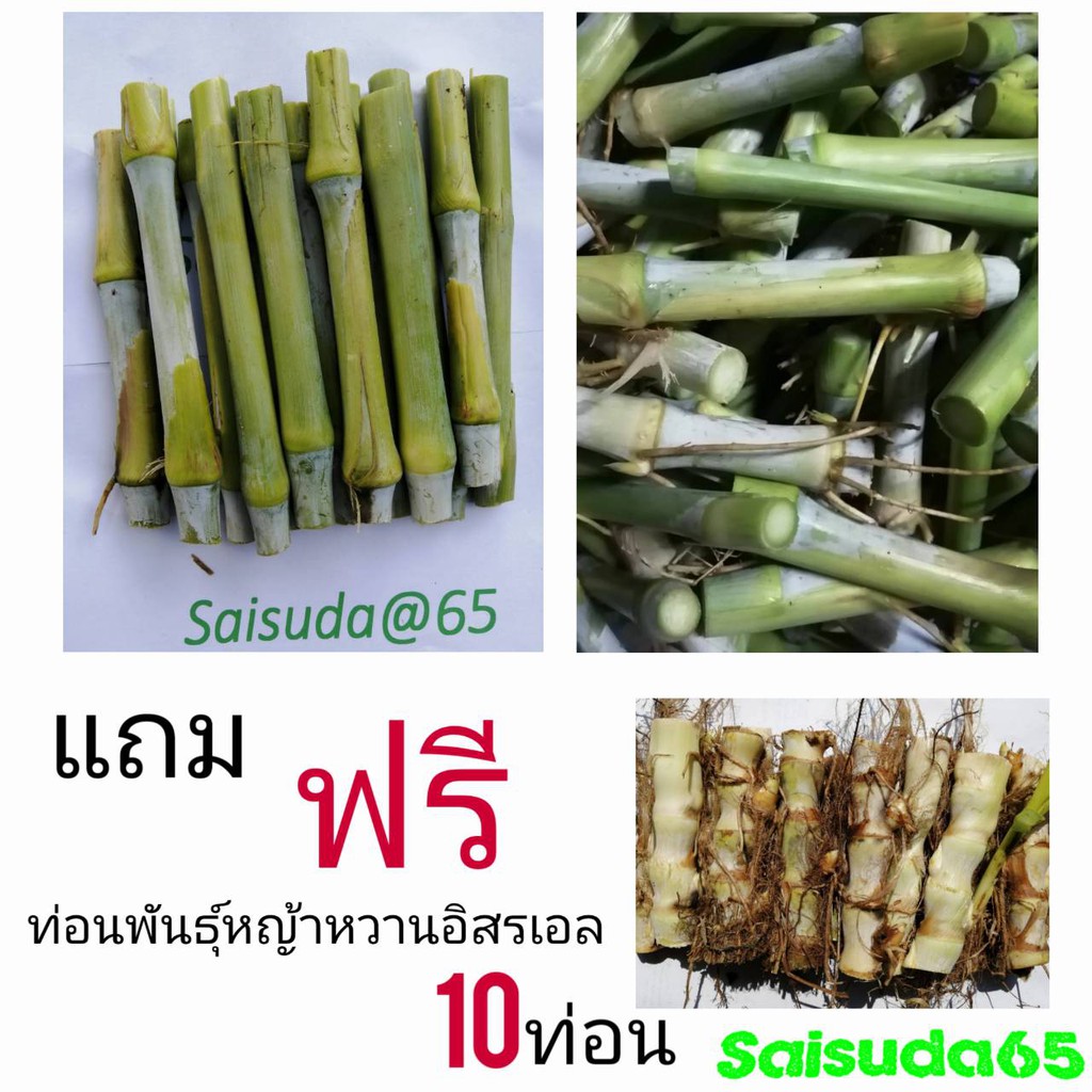 ภาพหน้าปกสินค้าหญ้าเนเปียร์ปากช่อง 1 ท่อนพันธุ์ จำนวน100ท่อน แถมฟรี หวานอิสราเอล 10ท่อน จากร้าน saisuda65 บน Shopee