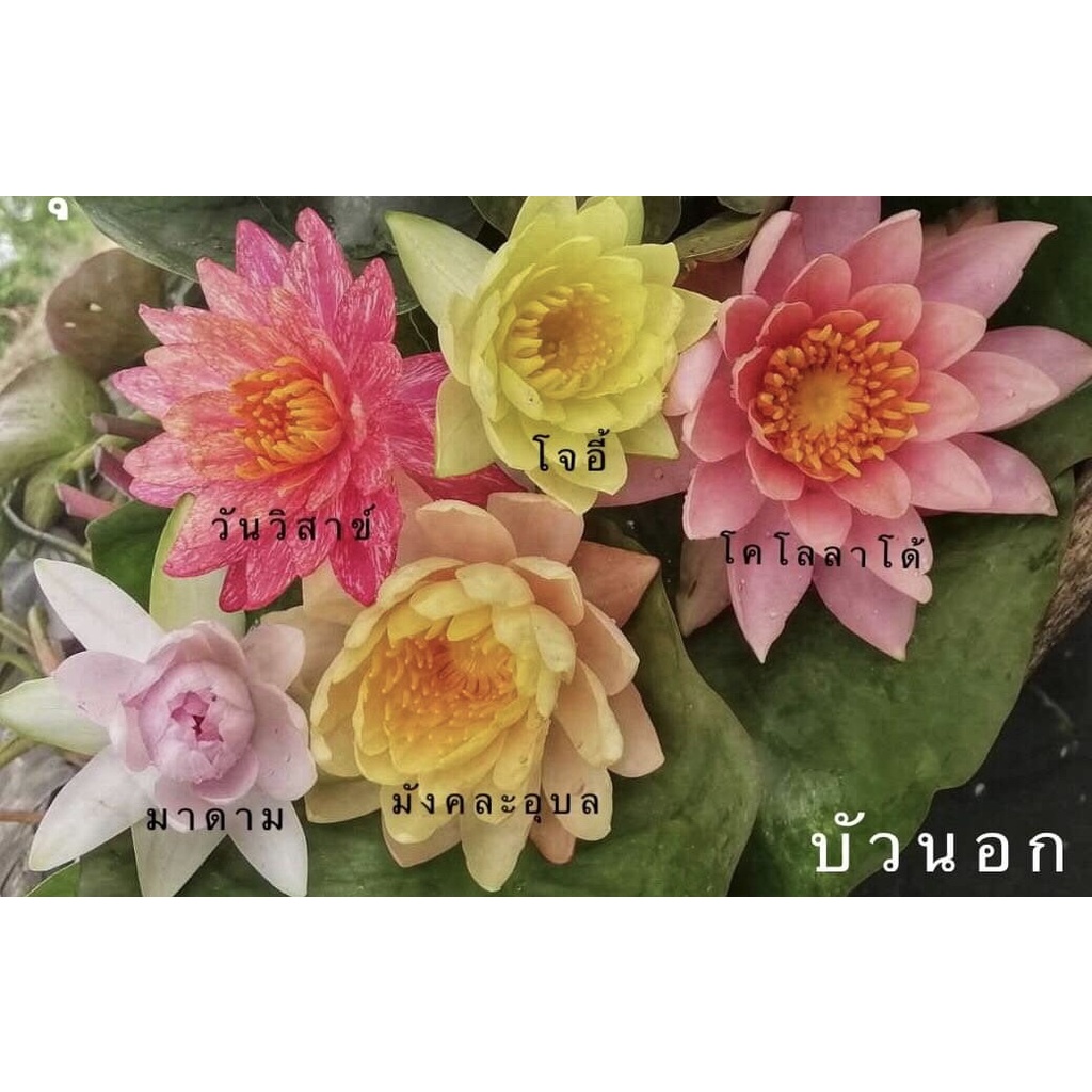 5ต้น5สี-ขาย-ต้นพันธุ์-ดอก-ต้น-บัวนอก-ต้นบัว-ดอกบัว-บัว-บัวปลูกในอ่าง-วันวิสาข์-มาดาม-โจอี้-มังคละอุบล-โคโลลาโด้