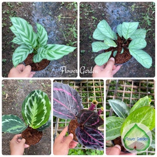 Flower Garden F234 คล้า Calathea มีหลายแบบ🪴 ไม้มงคล ฟอกอากาศ กระถาง 4 นิ้ว