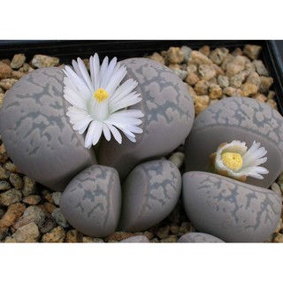 Lithops marmorata v. elisae (10 seeds)