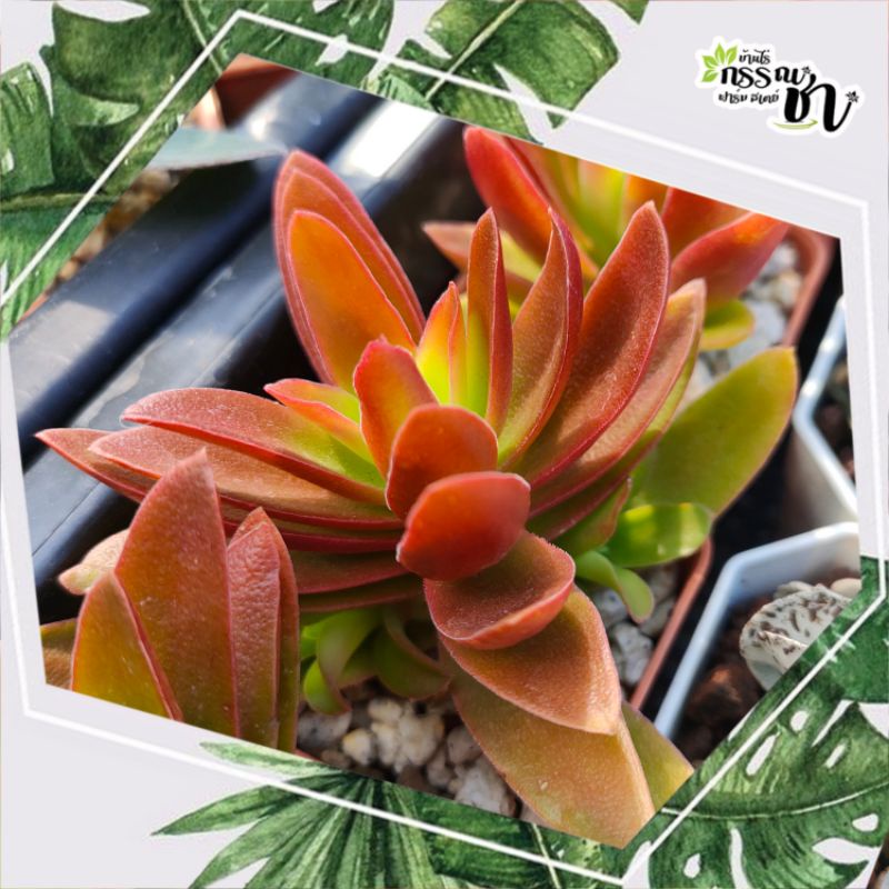 กุหลาบหินไอริส-crassula-capitella-camfire-ไม้อวบน้ำน่าสะสม