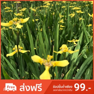 ต้นดอกไอริส สีเหลือง  Iris
