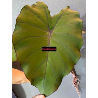 ภาพหน้าปกสินค้าColocasia Colocasia esculenta \'Pineapple Princess\'  เจ้าหญิงสับปะรด มีอยู่12ต้นคับชำยอดปลายไหลราดเดินดี ที่เกี่ยวข้อง