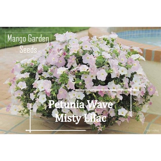 Misty Lilac Petunia Seeds-30 SEED * Friendly POT * Potted Plant, Petunia Flower,Rimbun,Pink Color,-MANGO GA Seeds HDN6