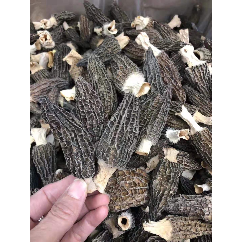 เห็ดมอเรล-ขนาด50กรัมหือ100กรัมหรือ250กรัม-พร้อมส่ง-ไซร้ใหญ่-ราชินีเห็ดป่า-ป้องกันโรคหัวใจ-ยาชู