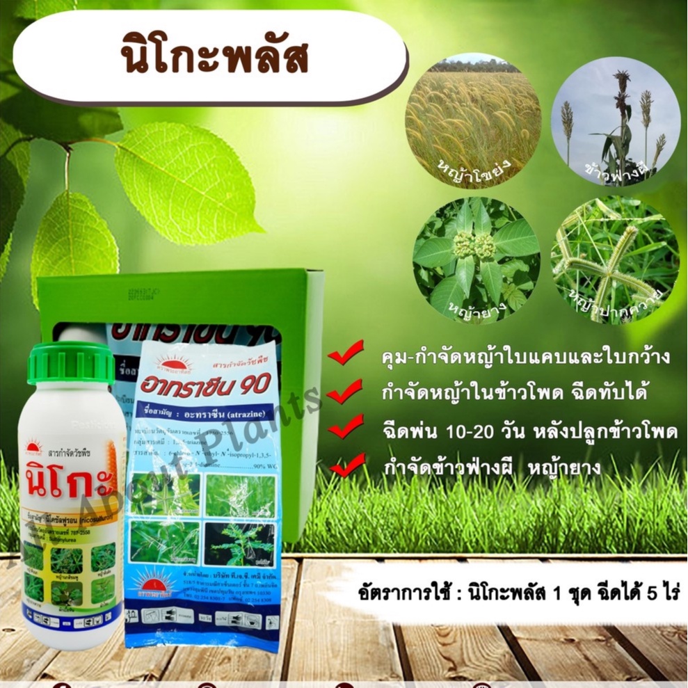 นิโกะพลัส-นิโคซัลฟูรอน-อาทราซีน-สารกำจัดวัชพืช-ในข้าวโพด-ข้าวฟ่างผี-หญ้าโขย่ง-หญ้าปากควาย