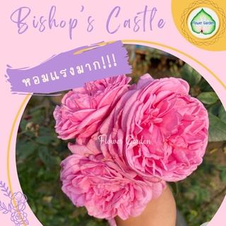 Flower Garden F440 กุหลาบ Bishops Castle (บิชอป) ดอกสวยหอมฟินสุดๆ (ส่งติดดอก)ปลูกทำซุ้มสวยมาก