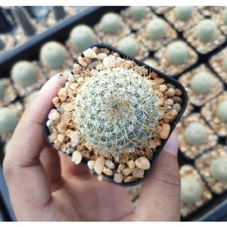 💥โคลัมเบียน่า💥 mammillaria columbiana ขนาด 2.5-3 ซม. ต้นแคคตัส ต้นกระบองเพชร (กรุณาอ่านรายละเอียดก่อนทำการสั่งซื้อครับ)