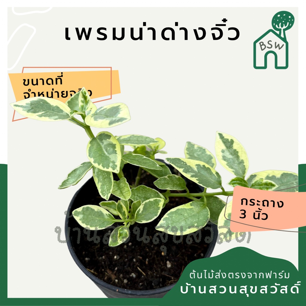 บอนไซ-เพรมน่าด่างไซส์มินิ-เพรมน่าด่างจิ๋ว