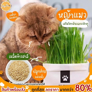 DOODEE🐱 หญ้าแมว ชุดปลูกต้นอ่อนข้าวสาลี ต้นอ่อนข้าวสาลีเหมาะสำหรับสัตว์เลี้ยง