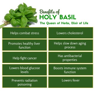 ภาพขนาดย่อของภาพหน้าปกสินค้าสารสกัดจากกะเพรา Holy Basil 1600 mg 200 Capsules - Piping Rock จากร้าน ilivelife บน Shopee ภาพที่ 4