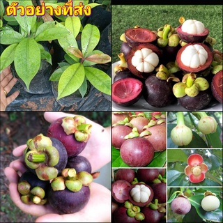 (2ต้น) ต้น ต้นมังคุด มังคุด mangosteen happy