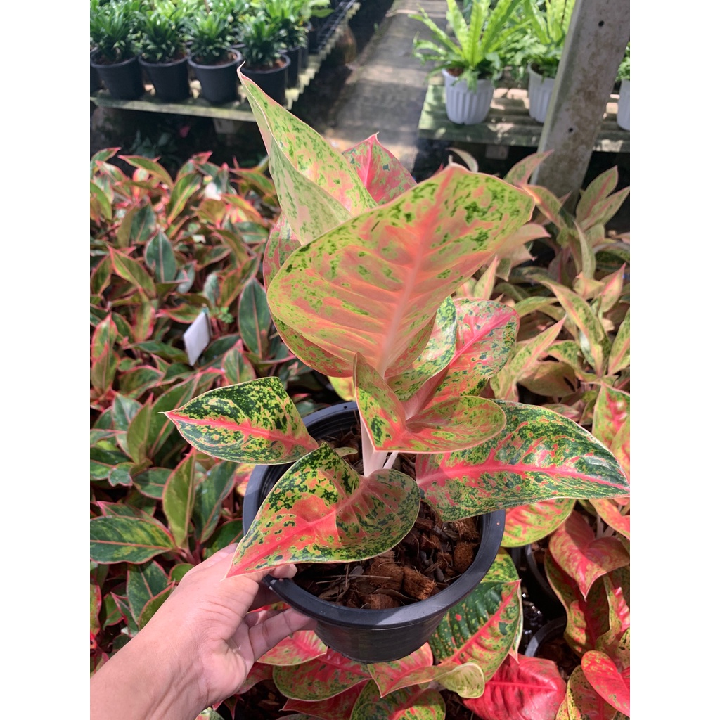 ต้นมหาเศรษฐี-ตระกูลแก้ว-กาญจนาหรืออโกลนีมา-aglaonema-อโกลนีมา-มหาเศรษฐี-aglaonema