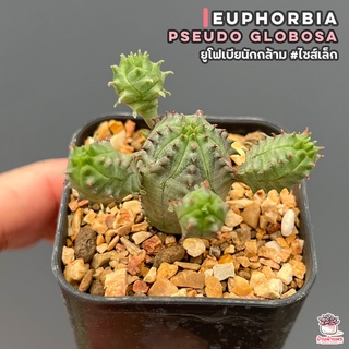 ยูโฟเบียนักกล้าม #ไซส์เล็ก Euphorbia Pseudo Globosa แคคตัส กระบองเพชร cactus&amp;succulent