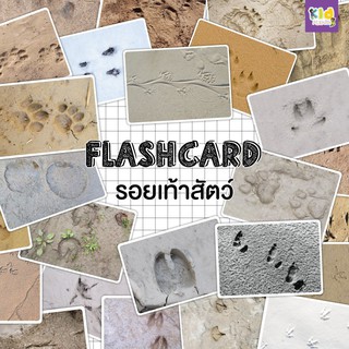 แฟลชการ์ดรอยเท้าสัตว์ footprint  flashcards แฟลชการ์ดกระดาษ