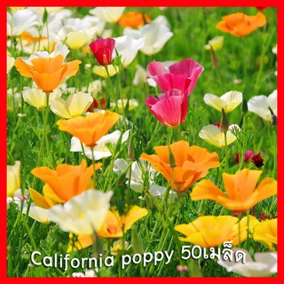 เมล็ดดอกCalifornia poppy 50เมล็ด/ซอง เมล็ดพันธุ์แท้ นำเข้าจากต่างประเทศ