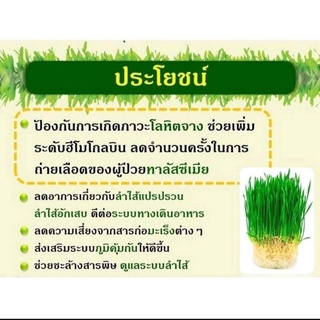 ภาพขนาดย่อของภาพหน้าปกสินค้าเวกิ-เวร่า (Vegi-vera) เครื่องดื่มชนิดผงสกัดจากยอดอ่อนข้าวสาลี บำรุงร่างกาย บำรุงโลหิต กระเพราะอาหาร ล้างลำไส้ จากร้าน familyofor บน Shopee ภาพที่ 4