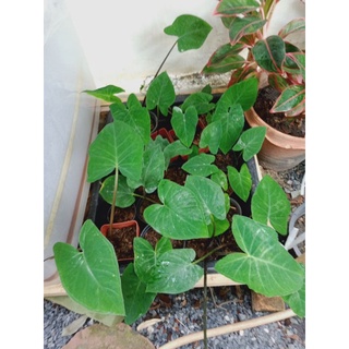 บอนดำ Black Alocasia พร้อมกระถาง เลี้ยงง่าย