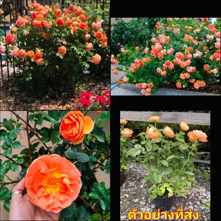 (1ต้น) ดอก ต้น กุหลาบ Pat Austin rose แพท ออสติน buncha