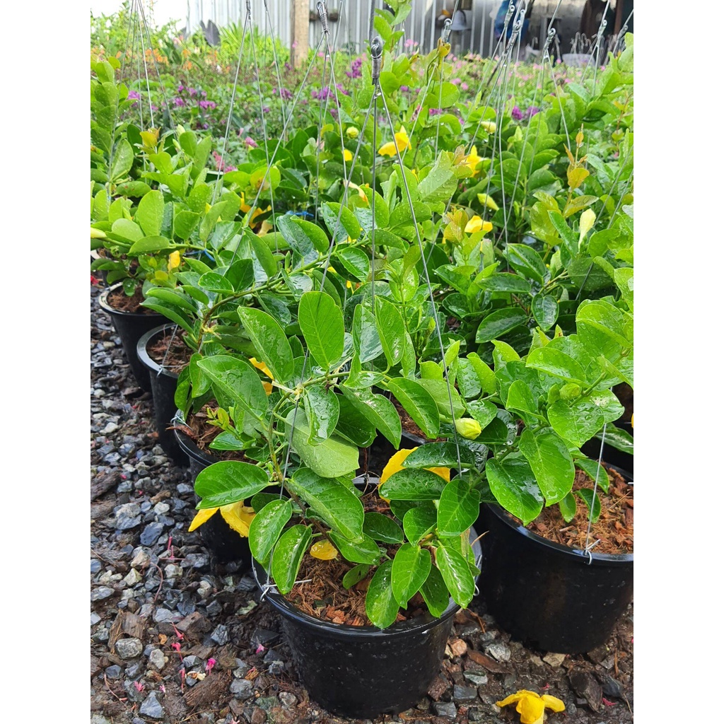 จันทร์กระจ่างฟ้าhammock-yellow-dipladenia-wild-allamanda-ในกระถาง-8นิ้ว