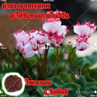 （เมล็ดพันธุ์ ถูก คละ）50 เมล็ด Cyclamen Seeds เมล็ดพันธุ์แท้ ต้นไม้มงคล ต้นไม้ฟอกอากาศ ต้นไม้ประดับ ต้นดอกไม้สวยๆ พันธุ์พ